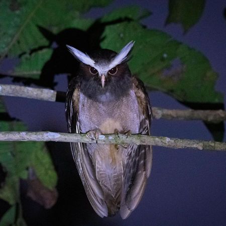 Shimiyacu Amazon Lodge Tarapoto Zewnętrze zdjęcie