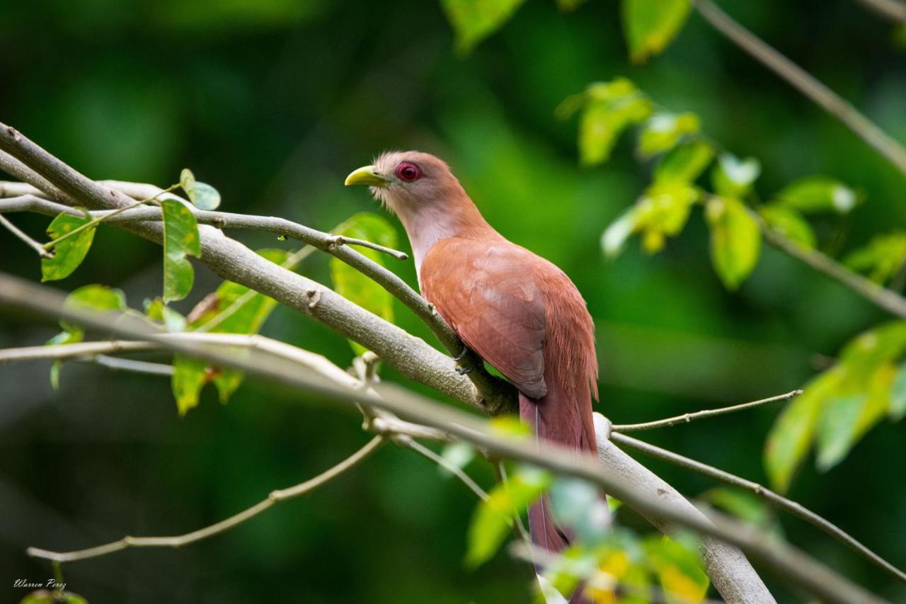 Shimiyacu Amazon Lodge Tarapoto Zewnętrze zdjęcie